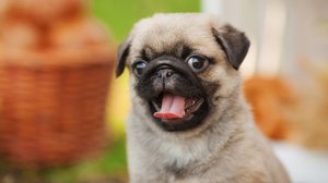 Собака для души 