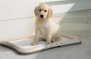 Как приучить щенка к пелёнке быстро и без стресса