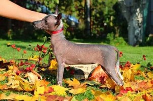 Миниатюрная порода ксоло