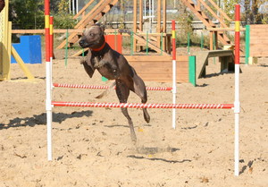 Как дрессировать ксоло