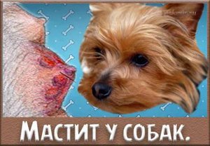 Мастит собачий