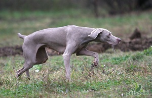 Веймарская легавая: уход, содержание и особенности породы