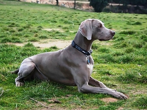 Веймарская легавая  - что это за собака