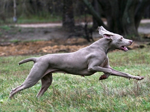 Веймарская легавая - подвижная собака