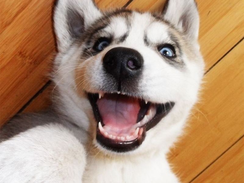 Голубоглазая красавица Окрас