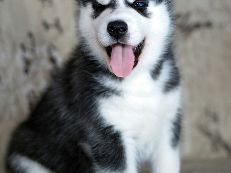 Щеночки Советы по уходу