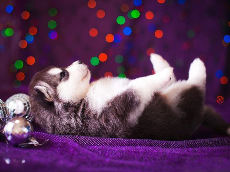 Уход Уход за собаками