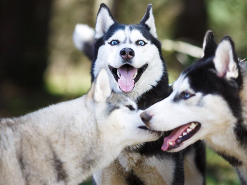 Сибирская хаски ,фото Хаски и правильное питание