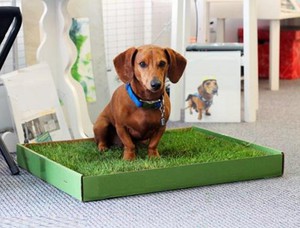 Как приучить собаку к лотку в квартире: пошаговая инструкция