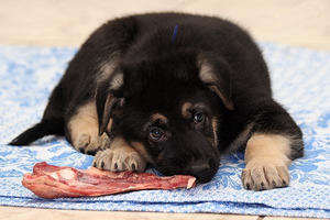 Чем кормить щенка немецкой овчарки: рацион и советы по питанию