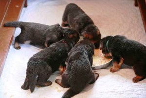 Кормление щенков - особенности развития немецкой овчарки