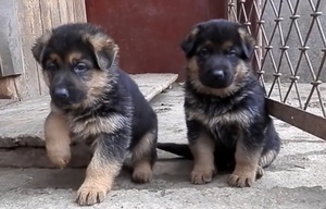 Месячный щенок овчарки - правильный рацион