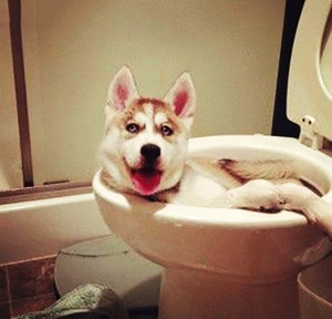 Приучение к лотку щенков мелких пород