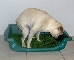 Лоток для собаки - особенности выбора