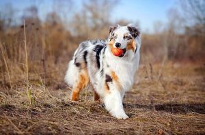 Австралийская овчарка