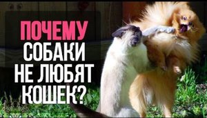 Почему собаки не любят кошек и что с этим можно сделать?        