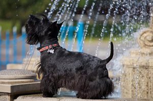 Описание собак породы  Шотландский терьер