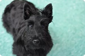 УсловиСодержание шотландского терьера и уход за ним