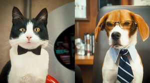 Как избежать драки при знакомстве собаки с кошкой