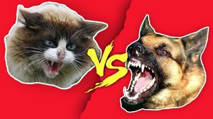 Неприязнь собак к котам - причины и методы преодоления