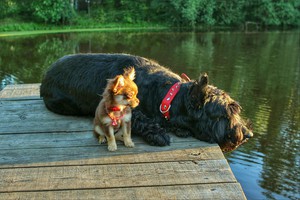 Сколько живут собаки