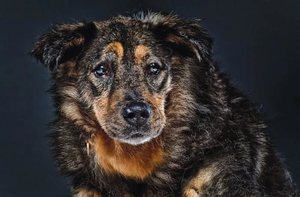 Продолжительность жизни уличных и домашних собак