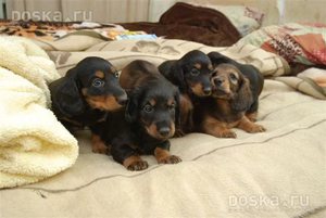 Влияние образа жизни на продолжительность жизни собак