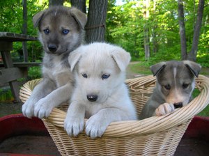 Сколько лет живут собаки: средняя продолжительность жизни по породам