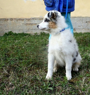 Тип шерсти у собаки аусси