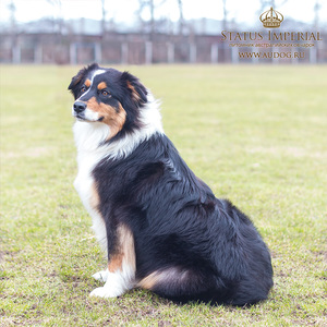 Аусси на вид