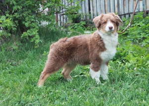 Австралийская овчарка