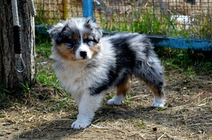 Австралийская овчарка (аусси): всё о породе, характере и уходе