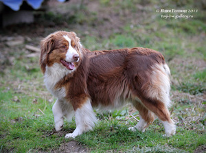 Австралийская овчарка описание породы