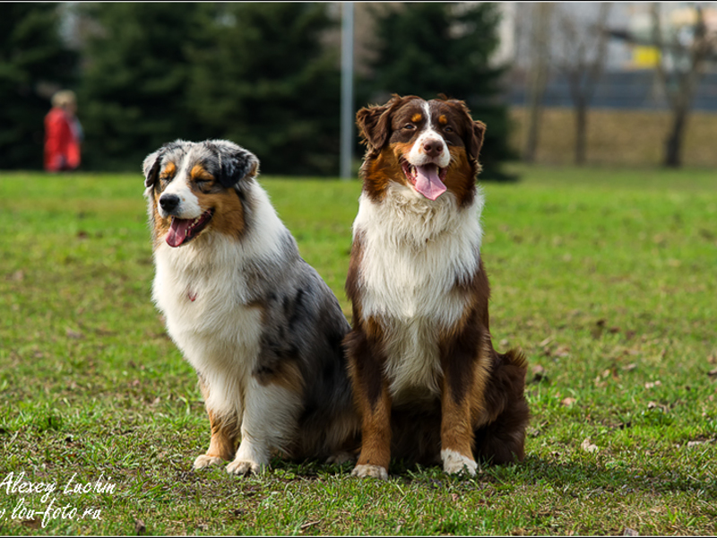Описание породы Внешний вид собак аусси