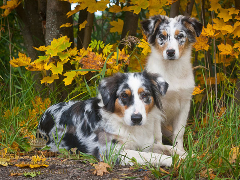 Австралийская овчарка Как кормить аусси