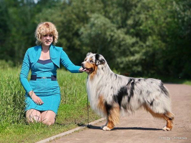 Внешние данные собаки аусси Какие они собаки аусси