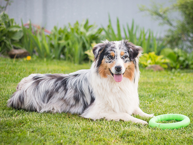 Как правильно ухаживать ща собакой Чем отличается порода аусси