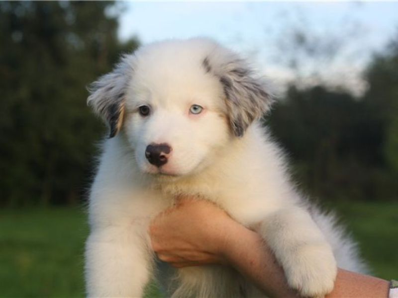 Питание аусси Чем кормить аусси