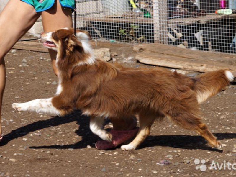Австралийская овчарка в домашних условиях Описание собак аусси