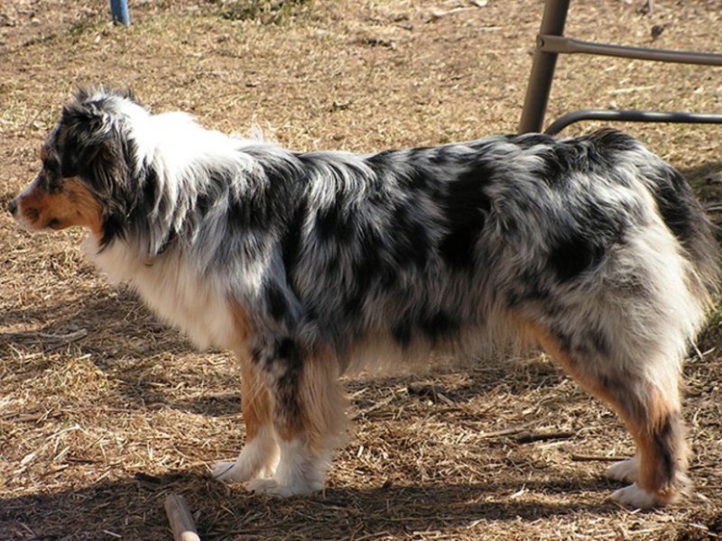 Как выглядит австралийская овчарка Австралийские овчарки