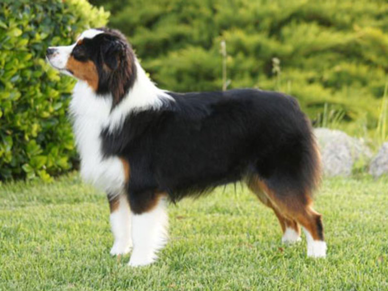 Австралийская овчарка или аусси Содержание пород аусси