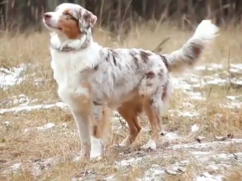 Правила содерждания собаки аусси Правила кормления собак аусси