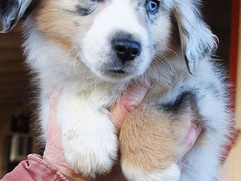 Чем питается аусси Как кормить аусси