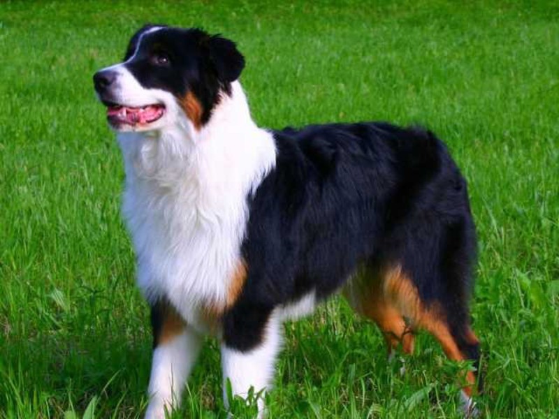 Австралийская овчарка Внешние данные собаки аусси