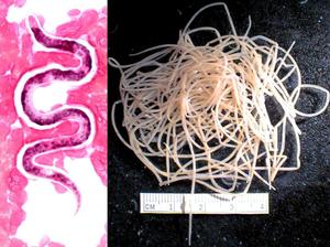 Дирофиляриоз у собак