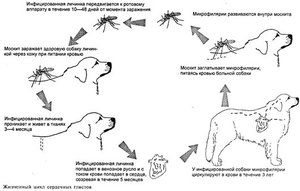 Как лечить болезни собак