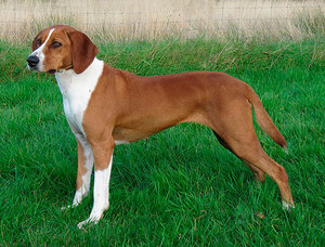 Хигенхунд - редкая порода охотничьих собак, выведенная в Норвегии