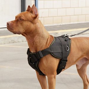 Шлейка для щенка