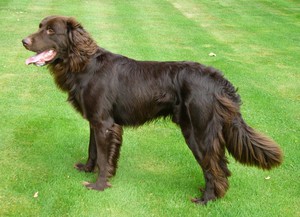 Немецкий лангхаар