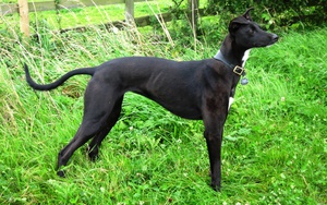 Худенькая австралийская борзая